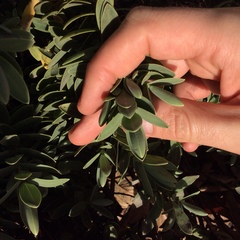 Veronica albicans