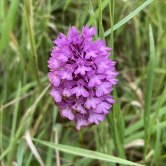 Anacamptis pyramidalis