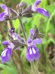 Salvia urticifolia