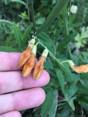 Lathyrus laevigatus