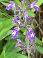Salvia urticifolia