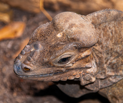 Cyclura cornuta