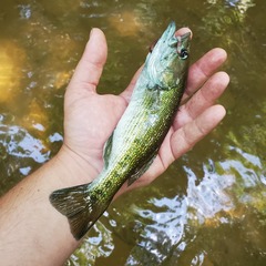 Micropterus chattahoochae