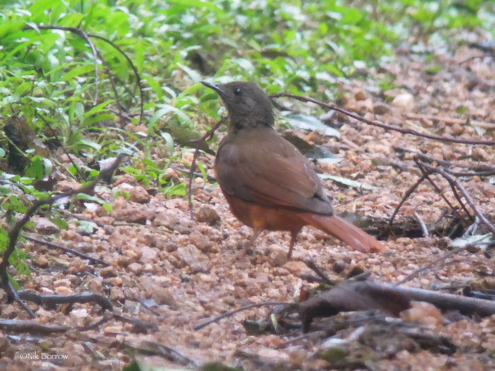 Red-tailed Ant-Thrush photo