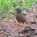 Red-tailed Ant-Thrush - Photo (c) Nik Borrow, some rights reserved (CC BY-NC), uploaded by Nik Borrow