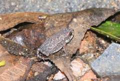 Eleutherodactylus marnockii