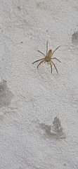 Micrommata