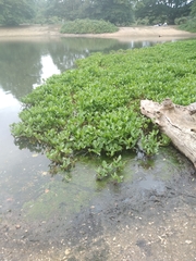 Menyanthes trifoliata