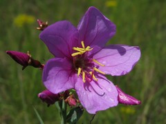 Rhexia alifanus
