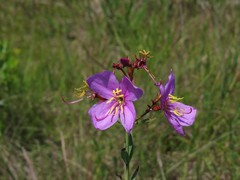 Rhexia alifanus