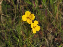 Rhexia lutea