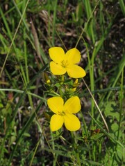 Rhexia lutea