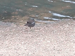 Gallinula chloropus