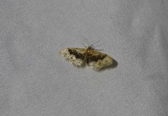 Idaea gemmata