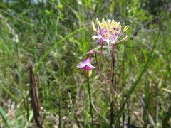 Thalictrum cooleyi