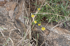 Hirpicium