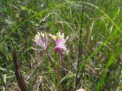 Thalictrum cooleyi