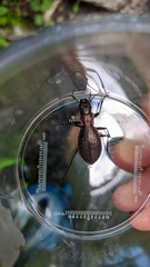 Carabus irregularis