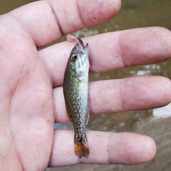 Micropterus tallapoosae