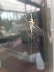 Maccaffertium modestum