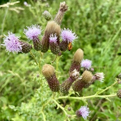 Cirsium arvense