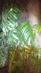 Stenochlaena palustris