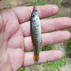 Micropterus tallapoosae
