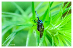 Zama nigrigemma
