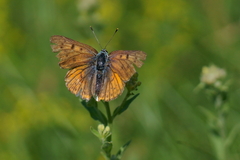 Lycaena alciphron