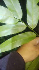 Stenochlaena palustris