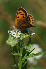 Lycaena phlaeas