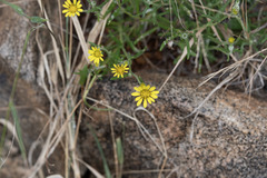Hirpicium