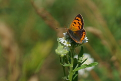 Lycaena phlaeas