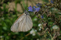 Aporia crataegi