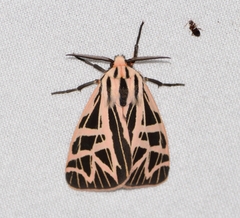 Apantesis phyllira