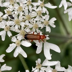 Rhagonycha fulva