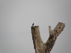 Myrmecocichla aethiops