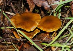 Cortinarius austrovenetus
