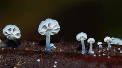 Mycena lazulina