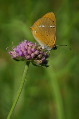 Lycaena virgaureae