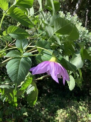 Dahlia imperialis