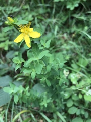 Hypericum maculatum