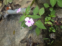 Impatiens platypetala