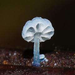 Mycena lazulina