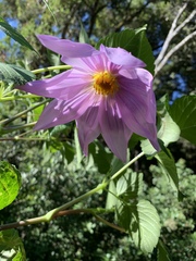 Dahlia imperialis