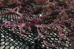 Kappaphycus alvarezii