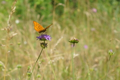 Argynnis adippe