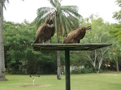 Necrosyrtes monachus