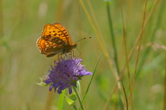 Argynnis adippe
