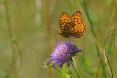 Argynnis adippe